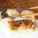 画像5: 極み冷凍：焼さば寿司 (5)
